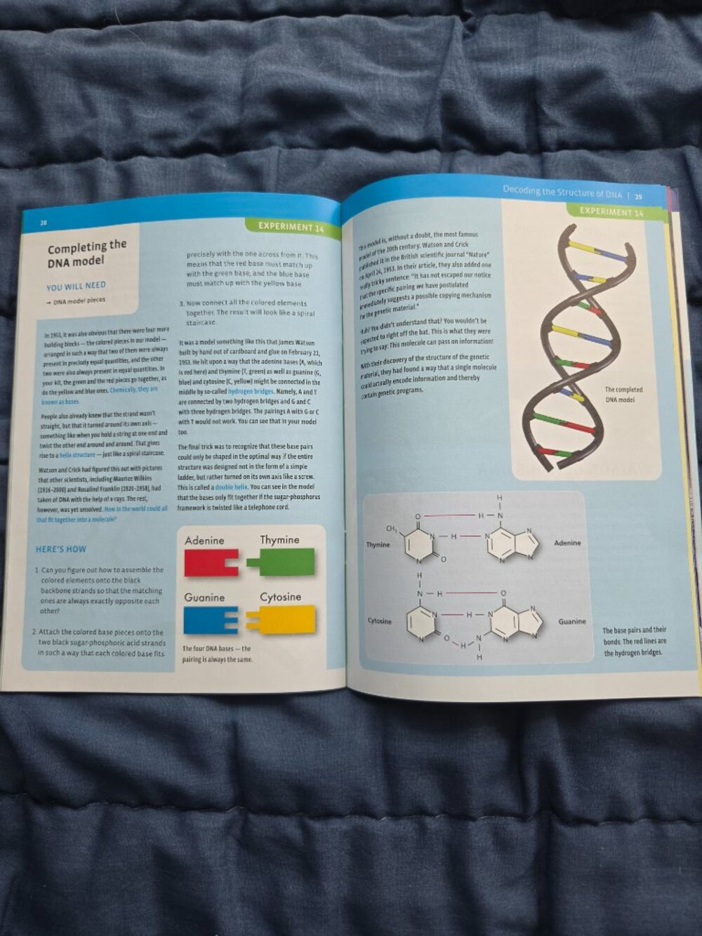 KIDS EDUCATIONAL STEM EXPERIMENT KIT, GENETICS AND DNA, AGES 10+ - Picture 6 of 10